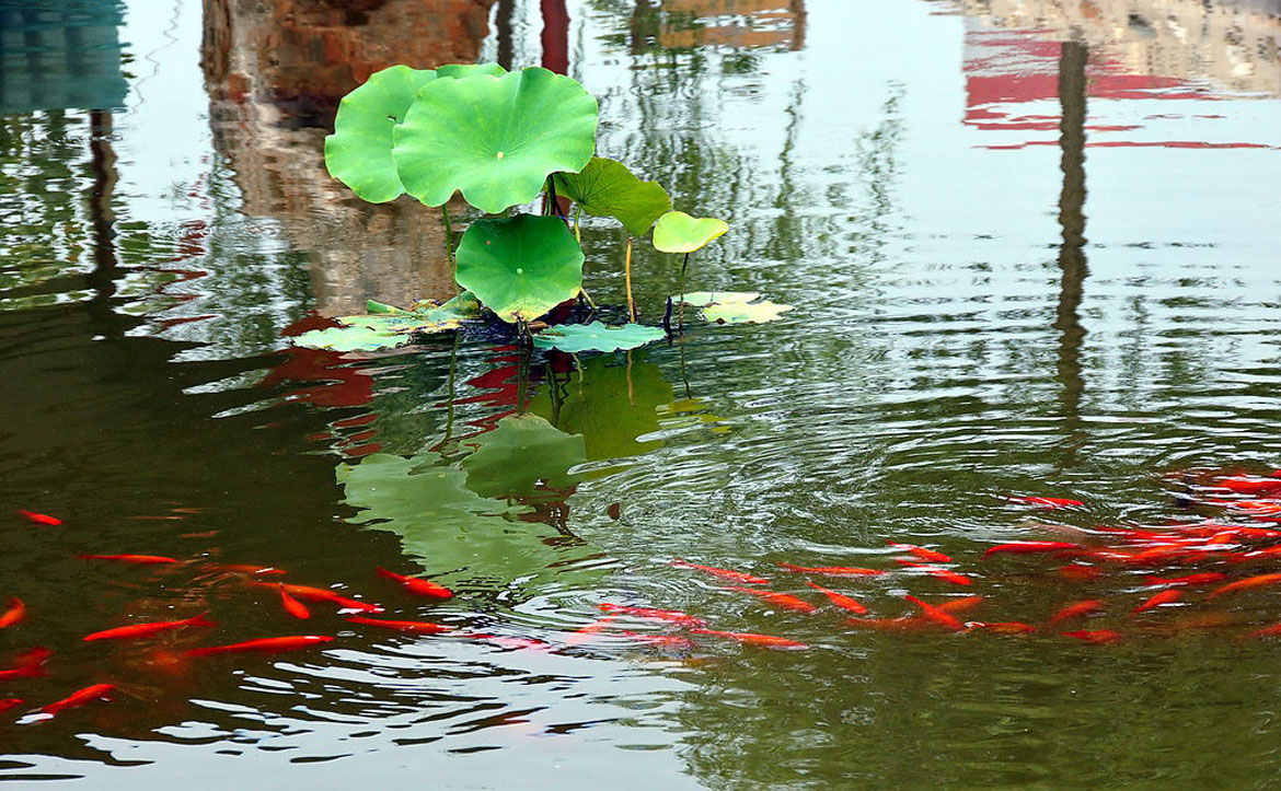 保定安新白洋淀景区